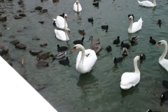 CIMG0331