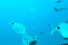 P1020039